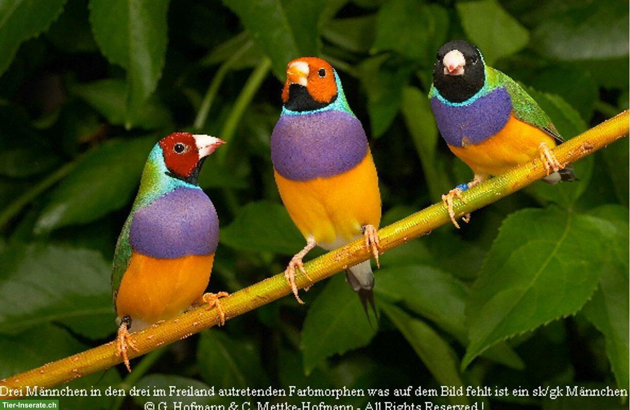 Suchen 3 Gouldamadinen