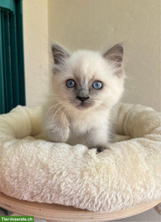 Kleine Ragdoll Kätzin, 4 Monate alt