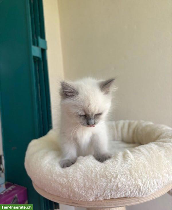 Bild 2: Kleine Ragdoll Kätzin, 4 Monate alt
