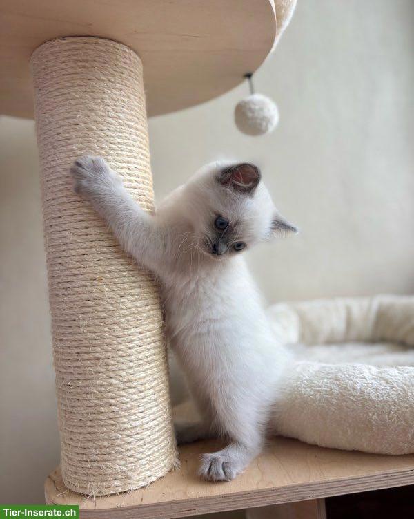 Bild 3: Kleine Ragdoll Kätzin, 4 Monate alt