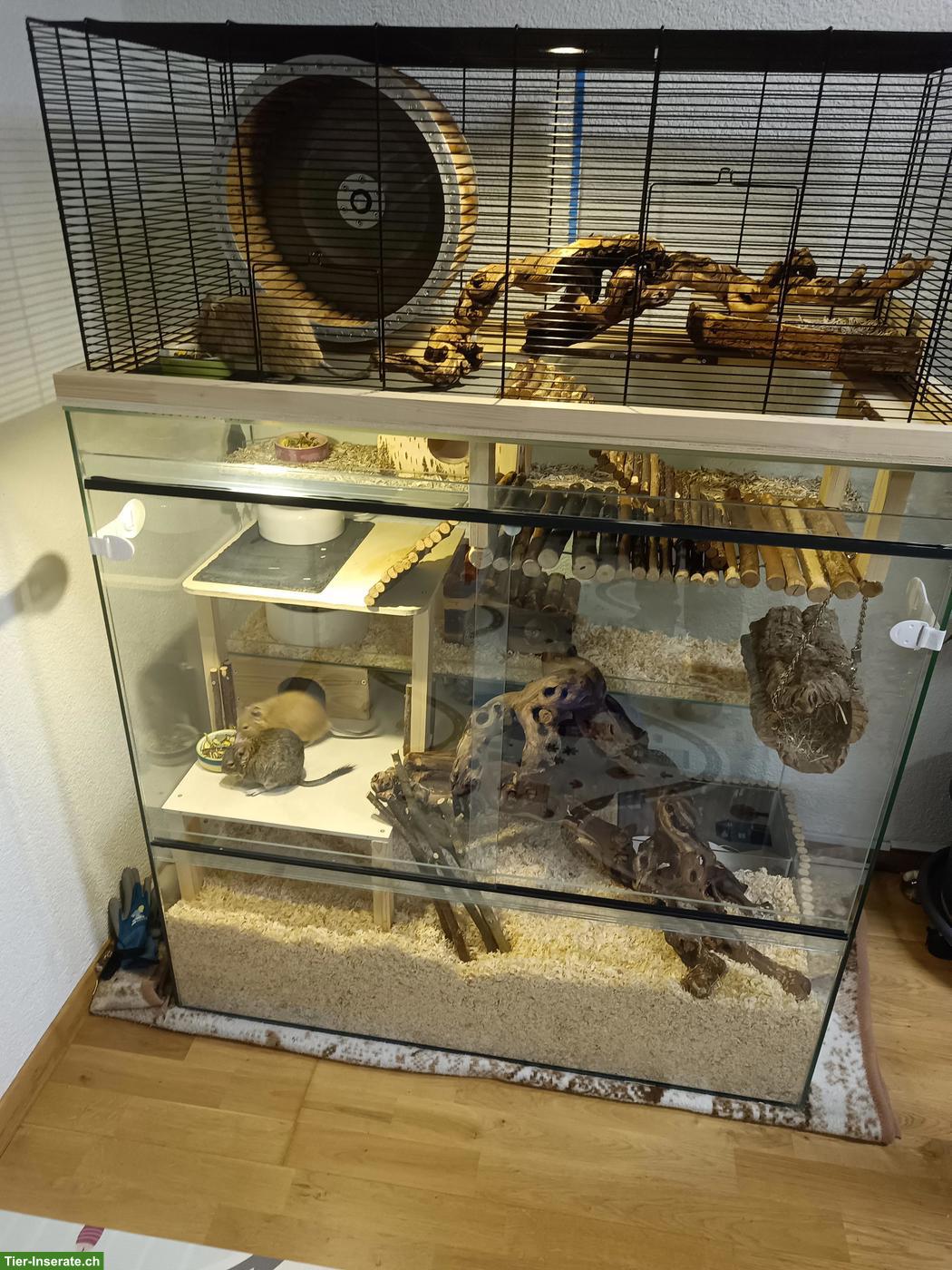 3 Degu Männchen mit Käfig und sehr viel Zubehör