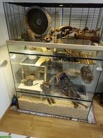 3 Degu Männchen mit Käfig und sehr viel Zubehör
