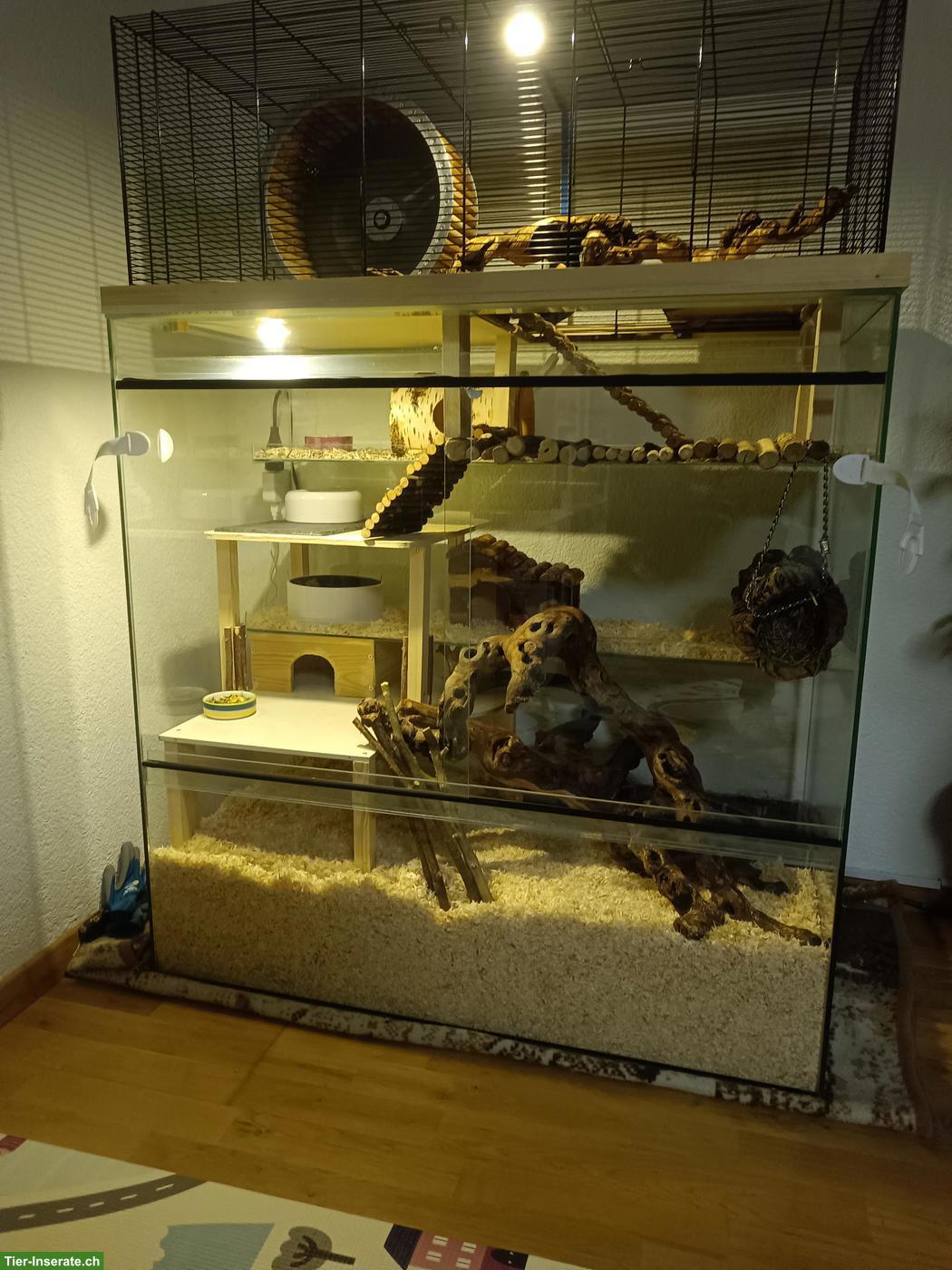Bild 2: 3 Degu Männchen mit Käfig und sehr viel Zubehör
