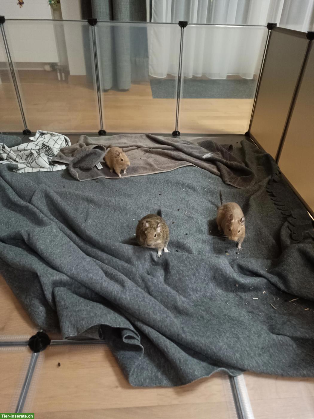 Bild 3: 3 Degu Männchen mit Käfig und sehr viel Zubehör