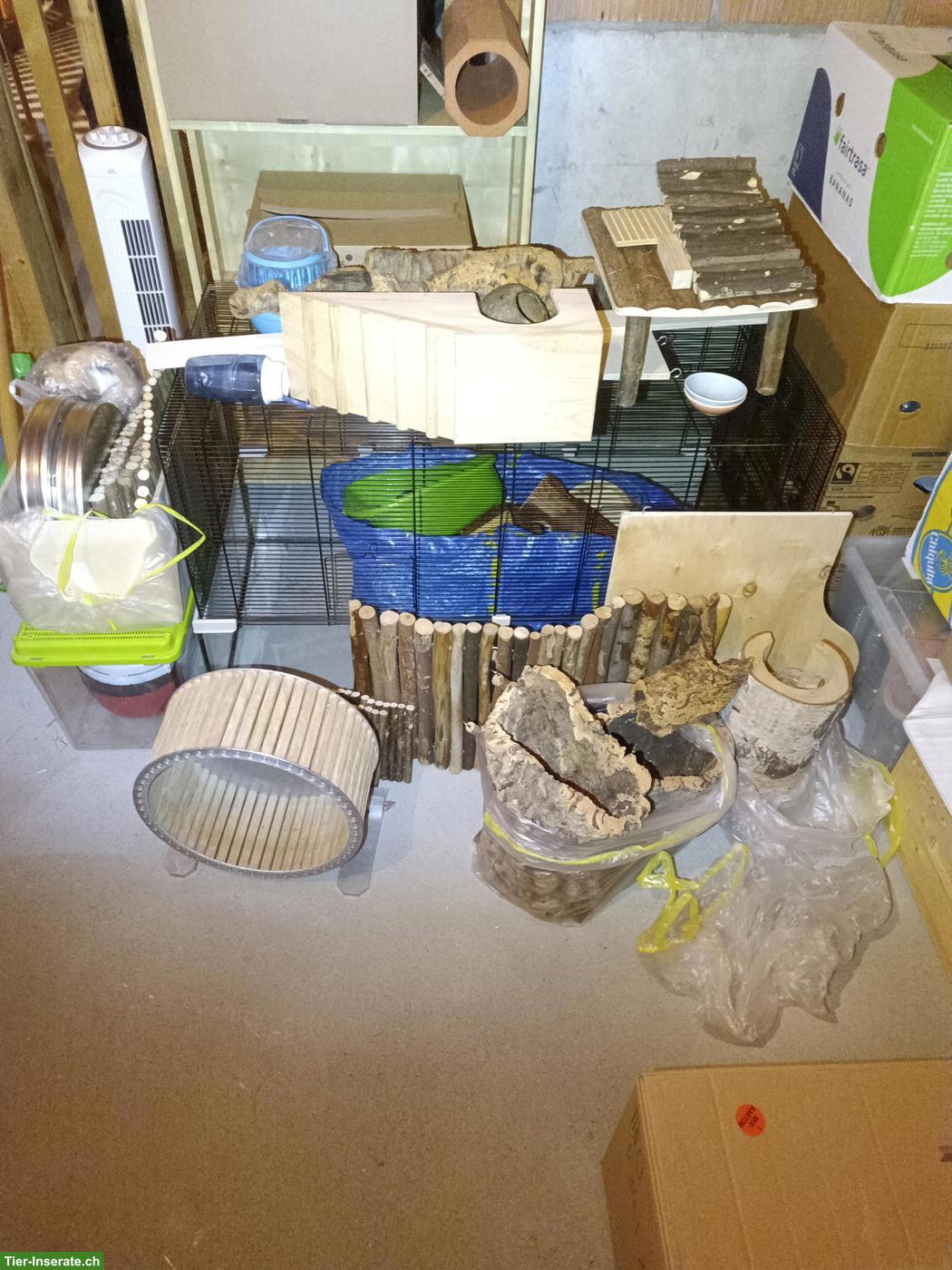Bild 6: 3 Degu Männchen mit Käfig und sehr viel Zubehör