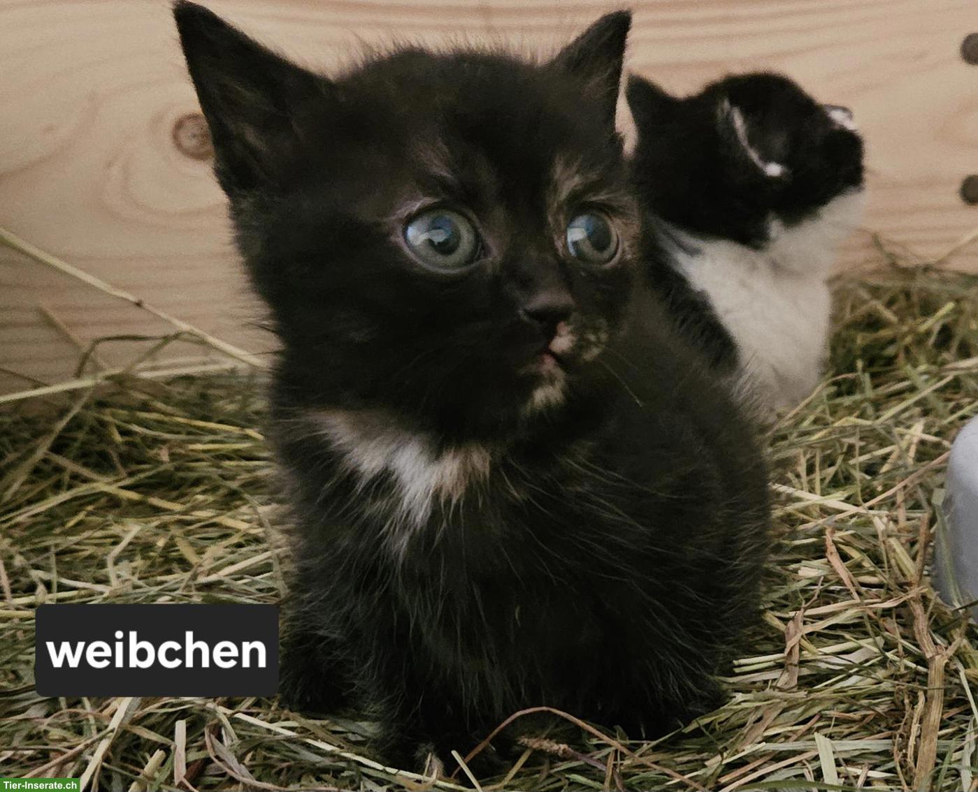 Süsse Kätzchen suchen ein liebes Zuhause 🐱