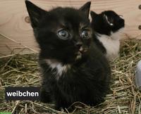 Süsse Kätzchen suchen ein liebes Zuhause 🐱