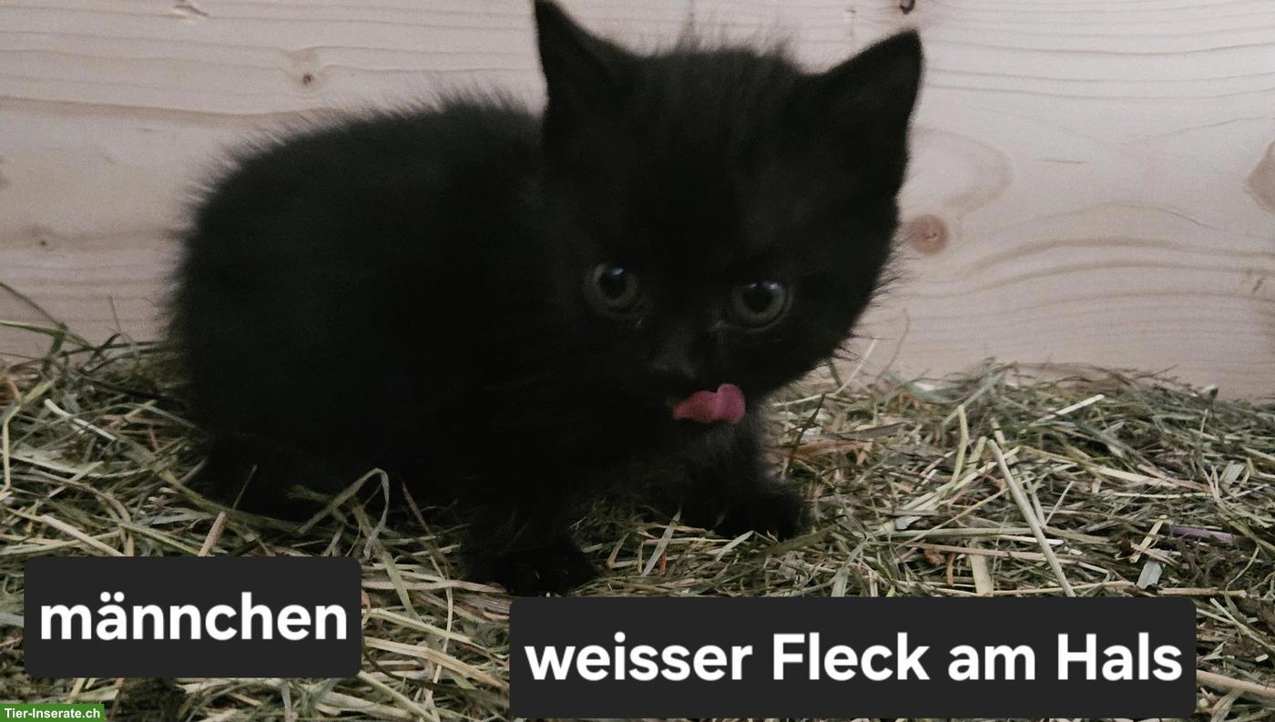 Bild 2: Süsse Kätzchen suchen ein liebes Zuhause 🐱