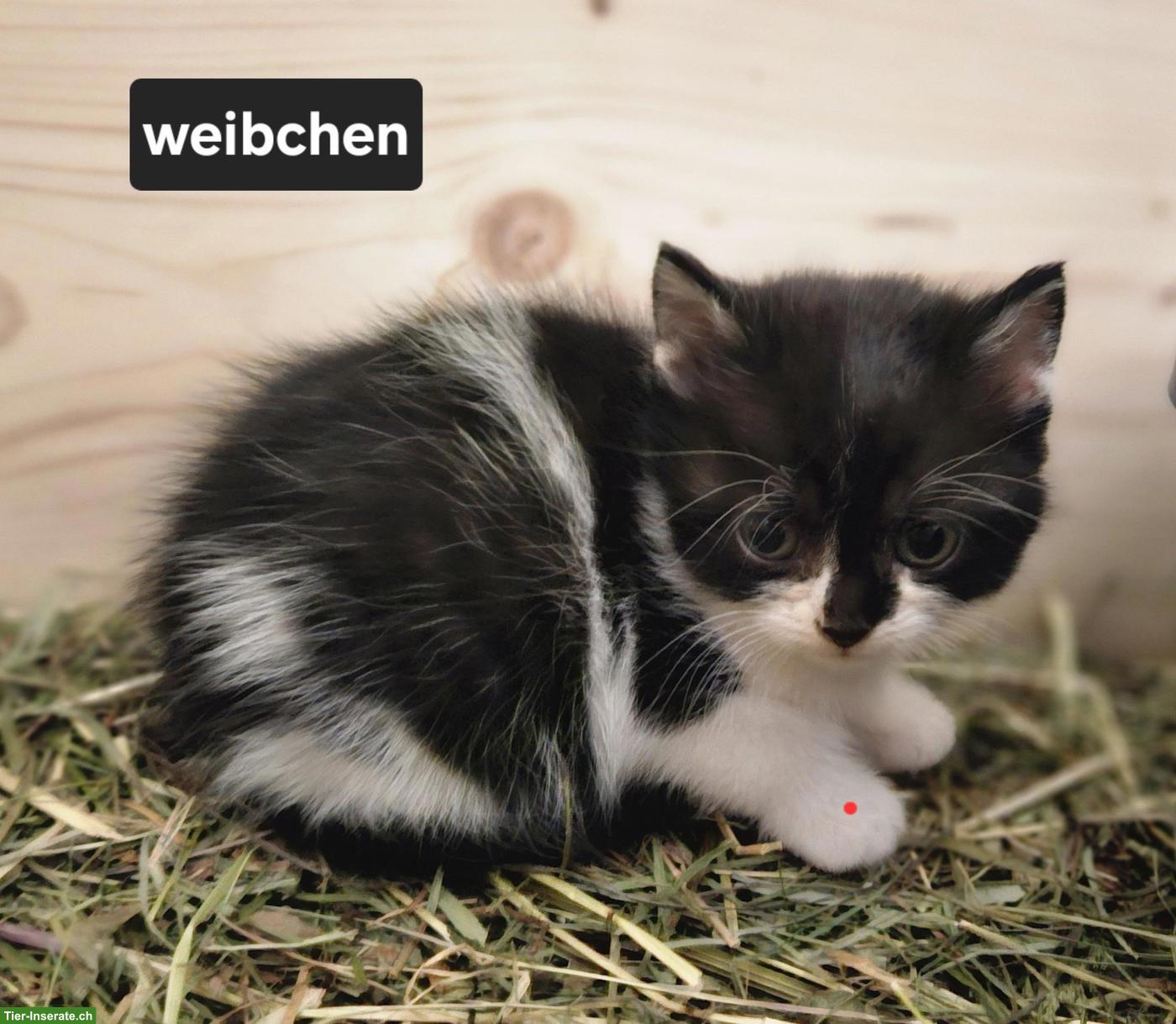 Bild 3: Süsse Kätzchen suchen ein liebes Zuhause 🐱