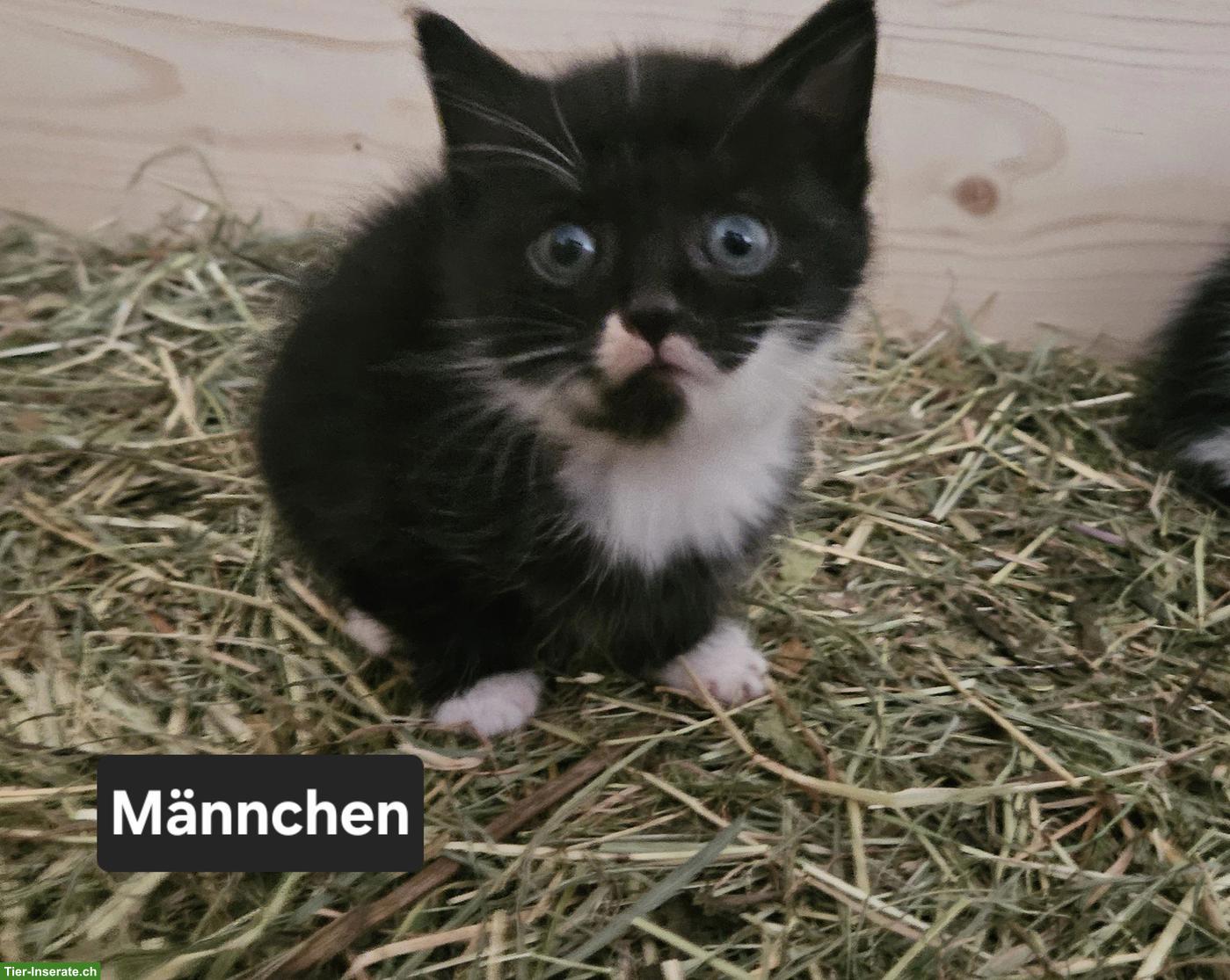 Bild 4: Süsse Kätzchen suchen ein liebes Zuhause 🐱