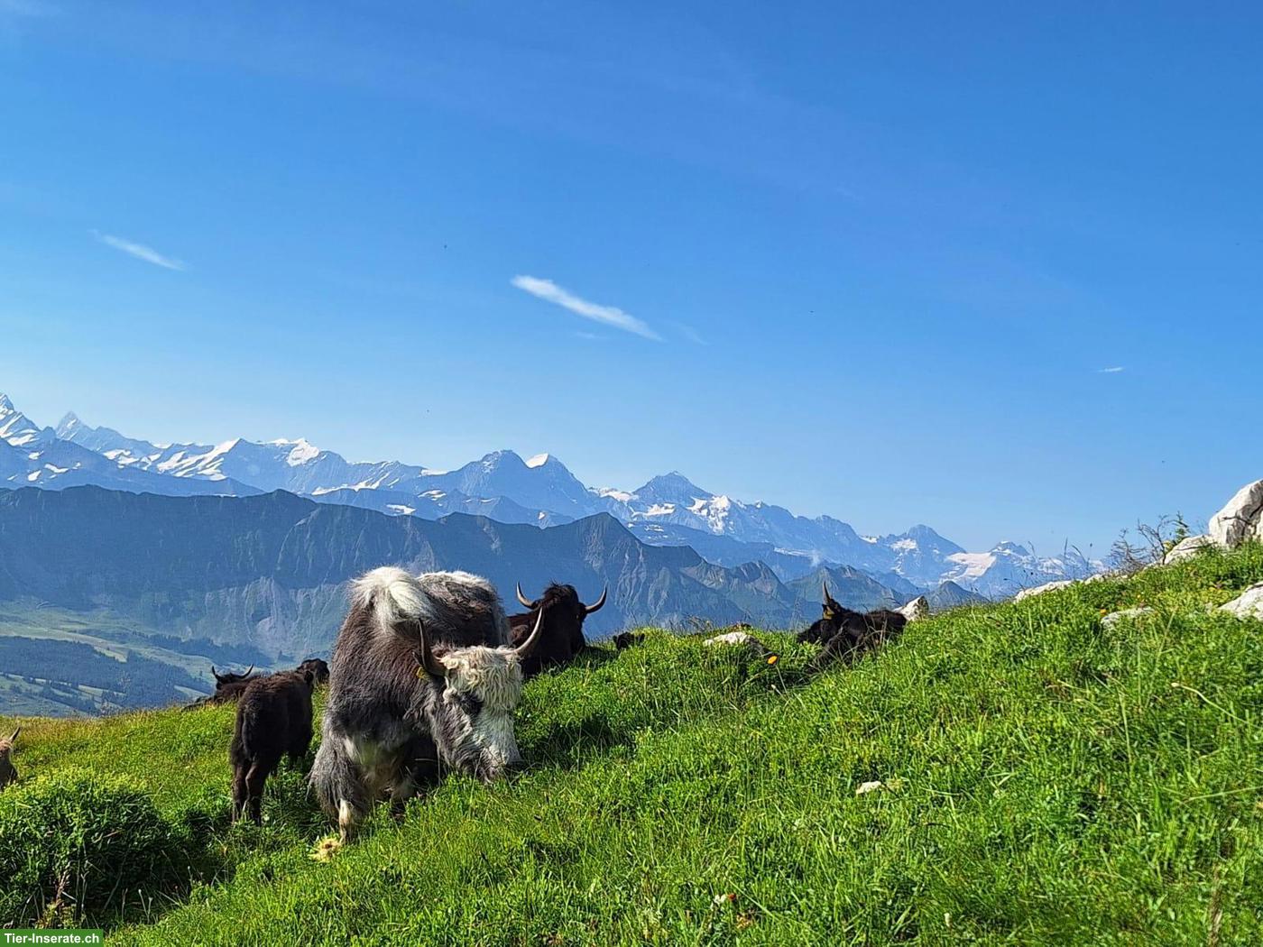 Bild 2: Yak Rinder zu verkaufen