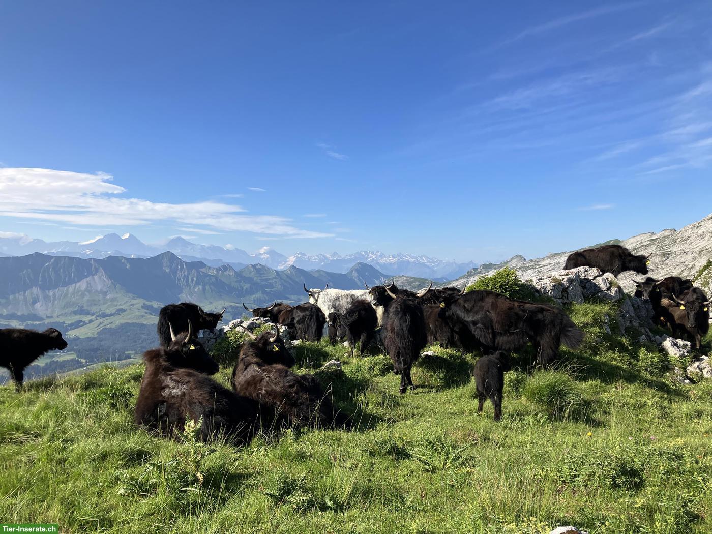 Bild 3: Yak Rinder zu verkaufen
