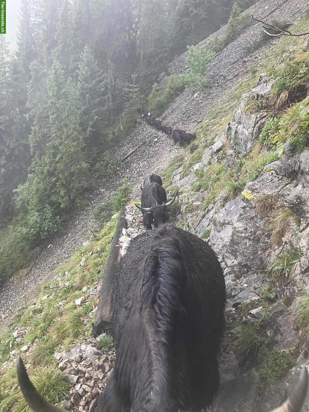 Bild 4: Yak Rinder zu verkaufen