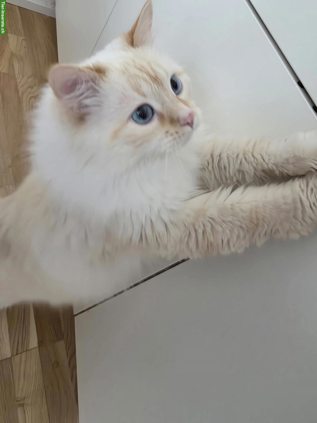 Süßer Kater, fast 3-jährig sucht stabiles Zuhause