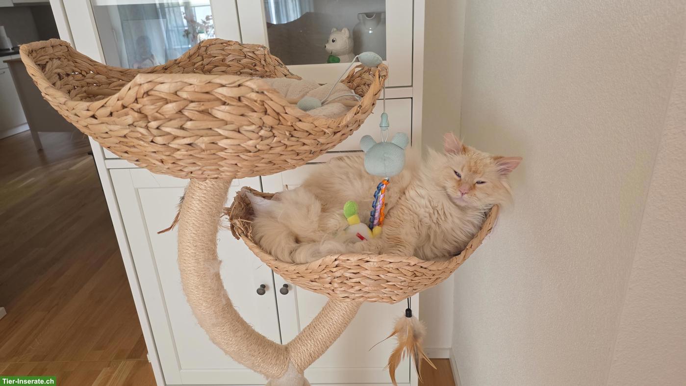 Bild 2: Süßer Kater, fast 3-jährig sucht stabiles Zuhause