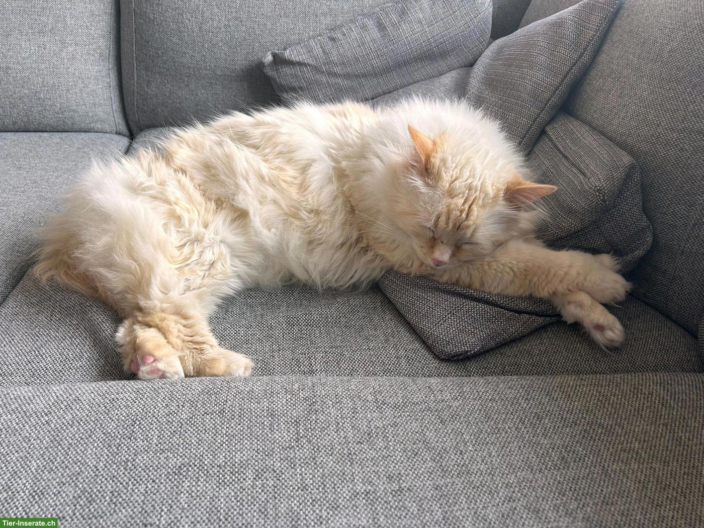 Bild 3: Süßer Kater, fast 3-jährig sucht stabiles Zuhause
