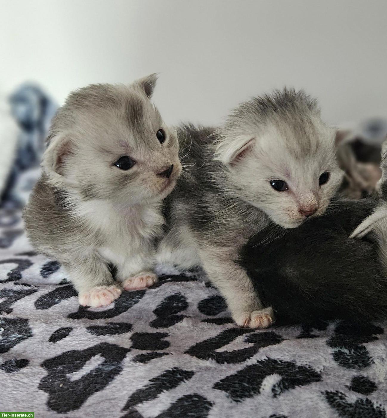 Maine Coon Kitten mit Stammbaum