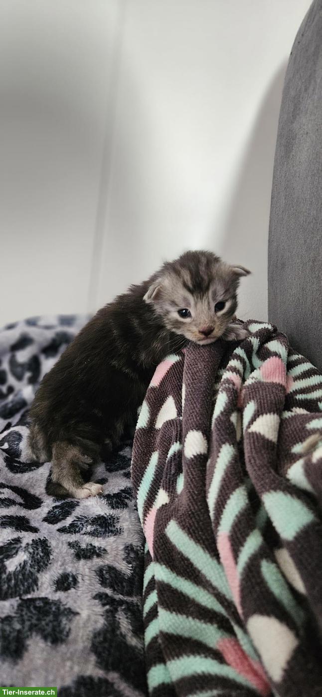 Bild 3: Maine Coon Kitten mit Stammbaum