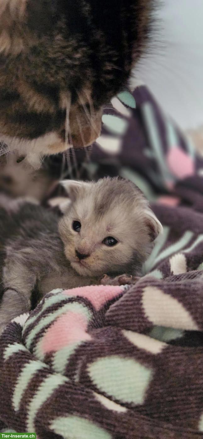 Bild 4: Maine Coon Kitten mit Stammbaum