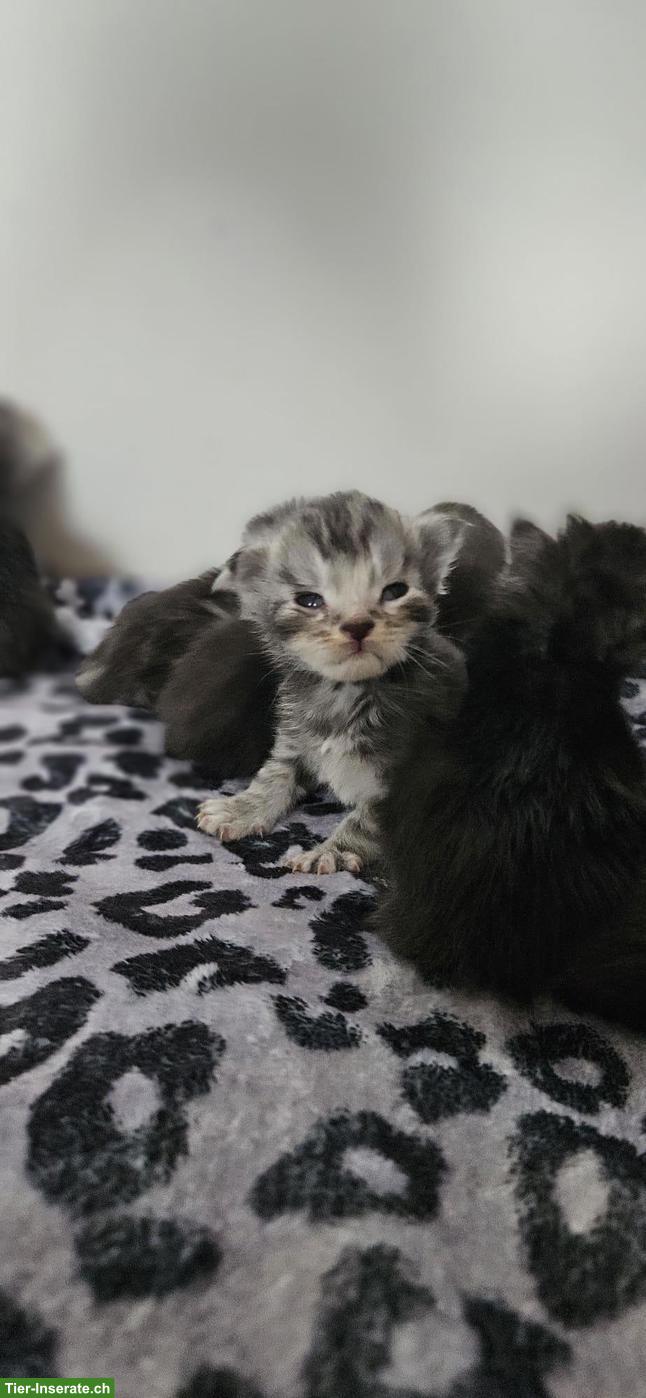Bild 5: Maine Coon Kitten mit Stammbaum
