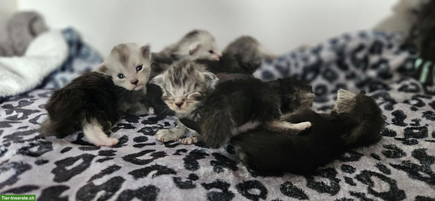 Bild 6: Maine Coon Kitten mit Stammbaum