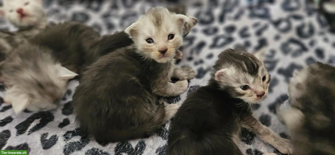 Bild 7: Maine Coon Kitten mit Stammbaum