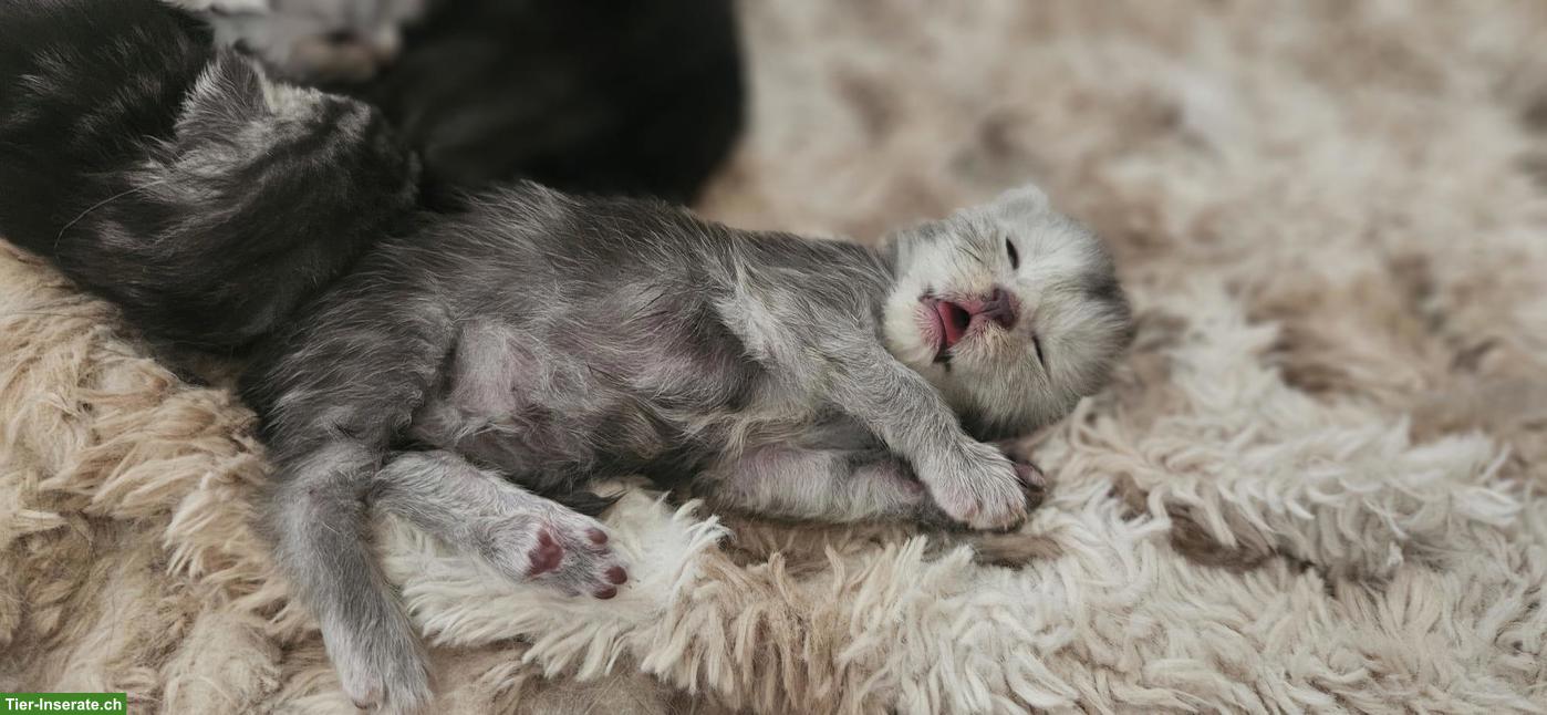 Bild 8: Maine Coon Kitten mit Stammbaum
