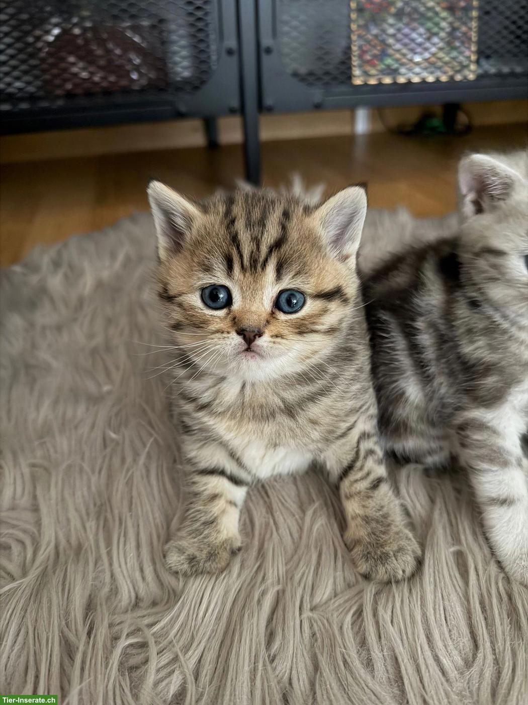 Britisch Kurzhaar Katzenbabys, Männchen + Weibchen