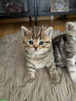 Britisch Kurzhaar Katzenbabys, Männchen + Weibchen