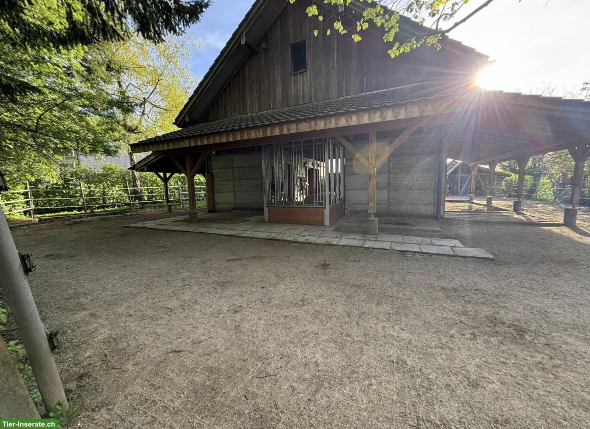 Bild 2: Offenstall mit freiem Platz 🐴 ab sofort | Schachen bei Herisau AR