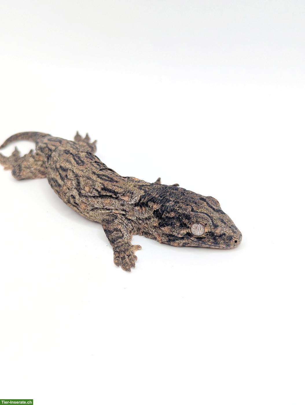 Rhacodactylus leachianus Yate Bubba Line