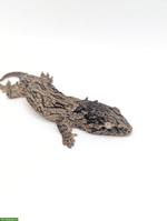 Rhacodactylus leachianus Yate Bubba Line