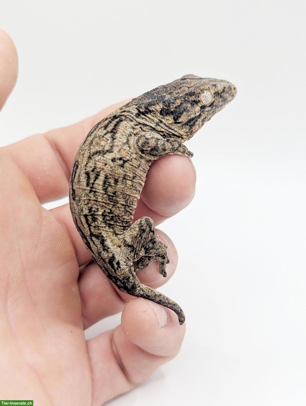Bild 2: Rhacodactylus leachianus Yate Bubba Line