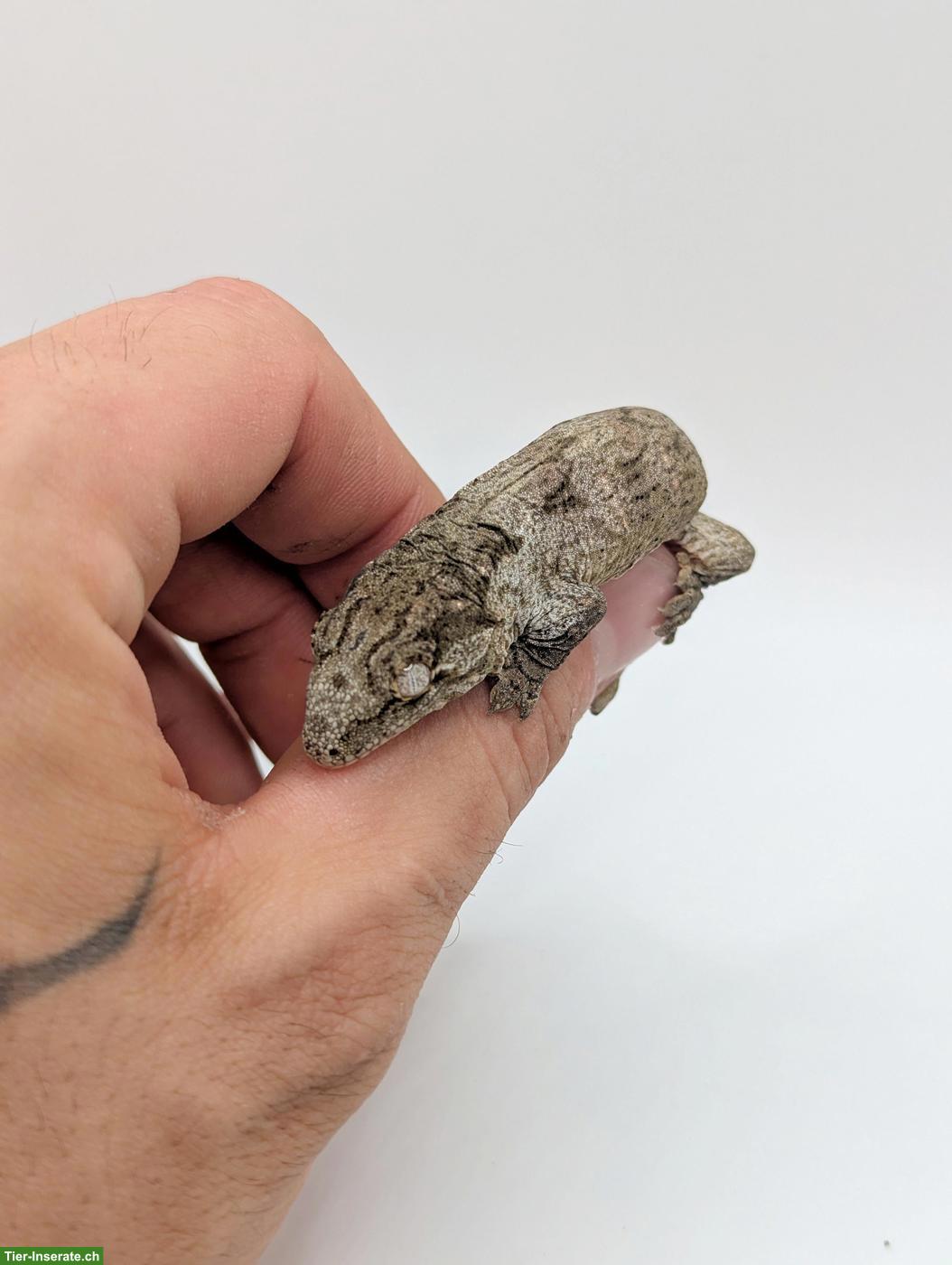 Bild 3: Rhacodactylus leachianus Yate Bubba Line