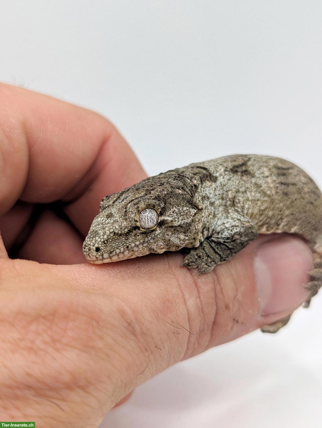 Bild 4: Rhacodactylus leachianus Yate Bubba Line
