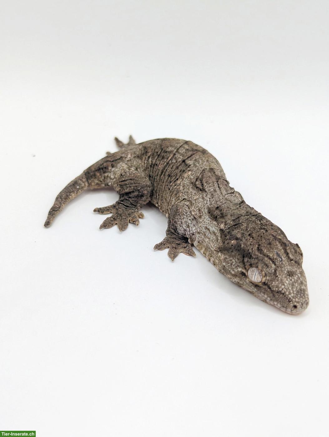 Bild 5: Rhacodactylus leachianus Yate Bubba Line