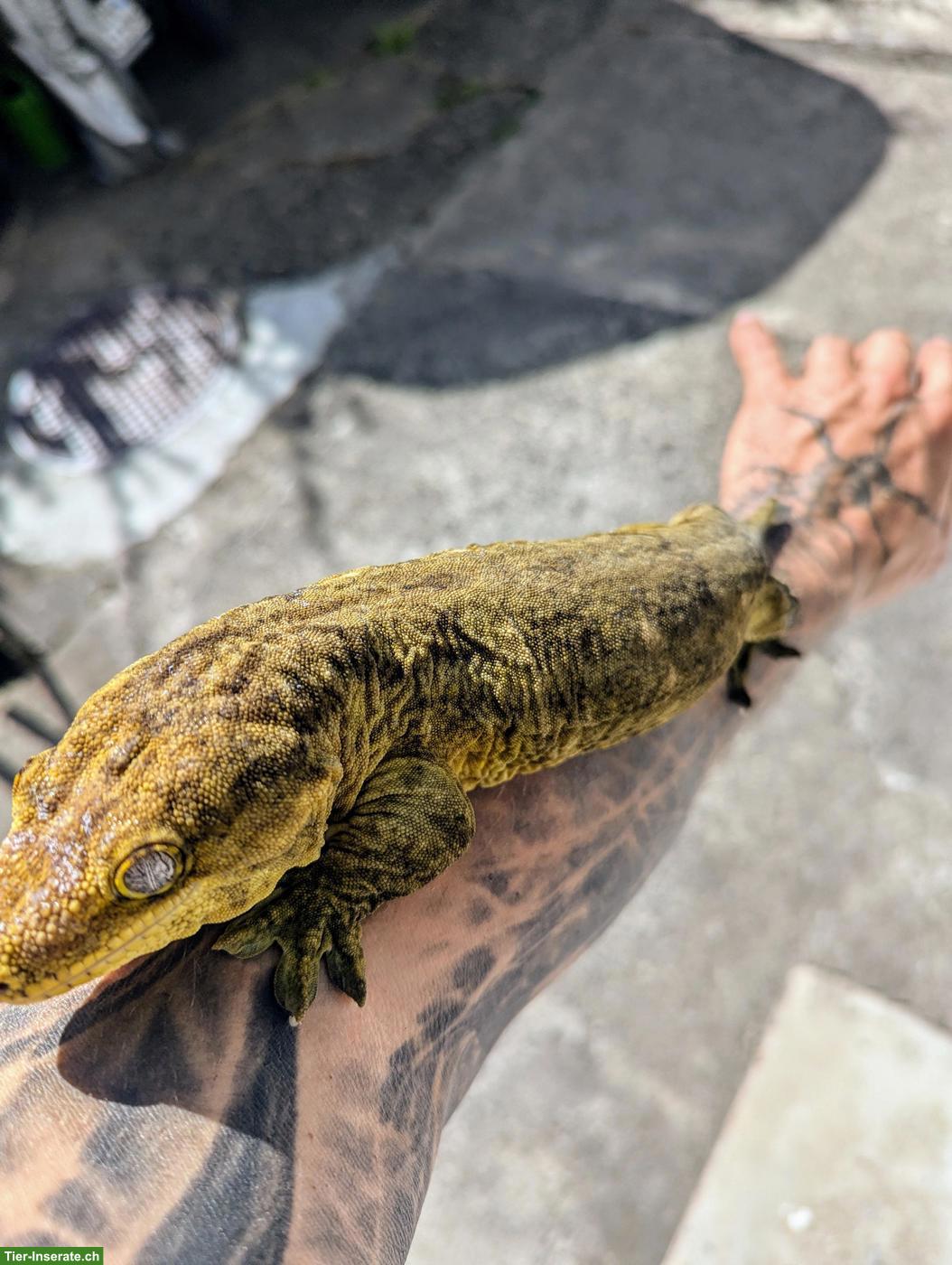 Bild 6: Rhacodactylus leachianus Yate Bubba Line
