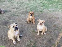 Old English Bulldog Welpen