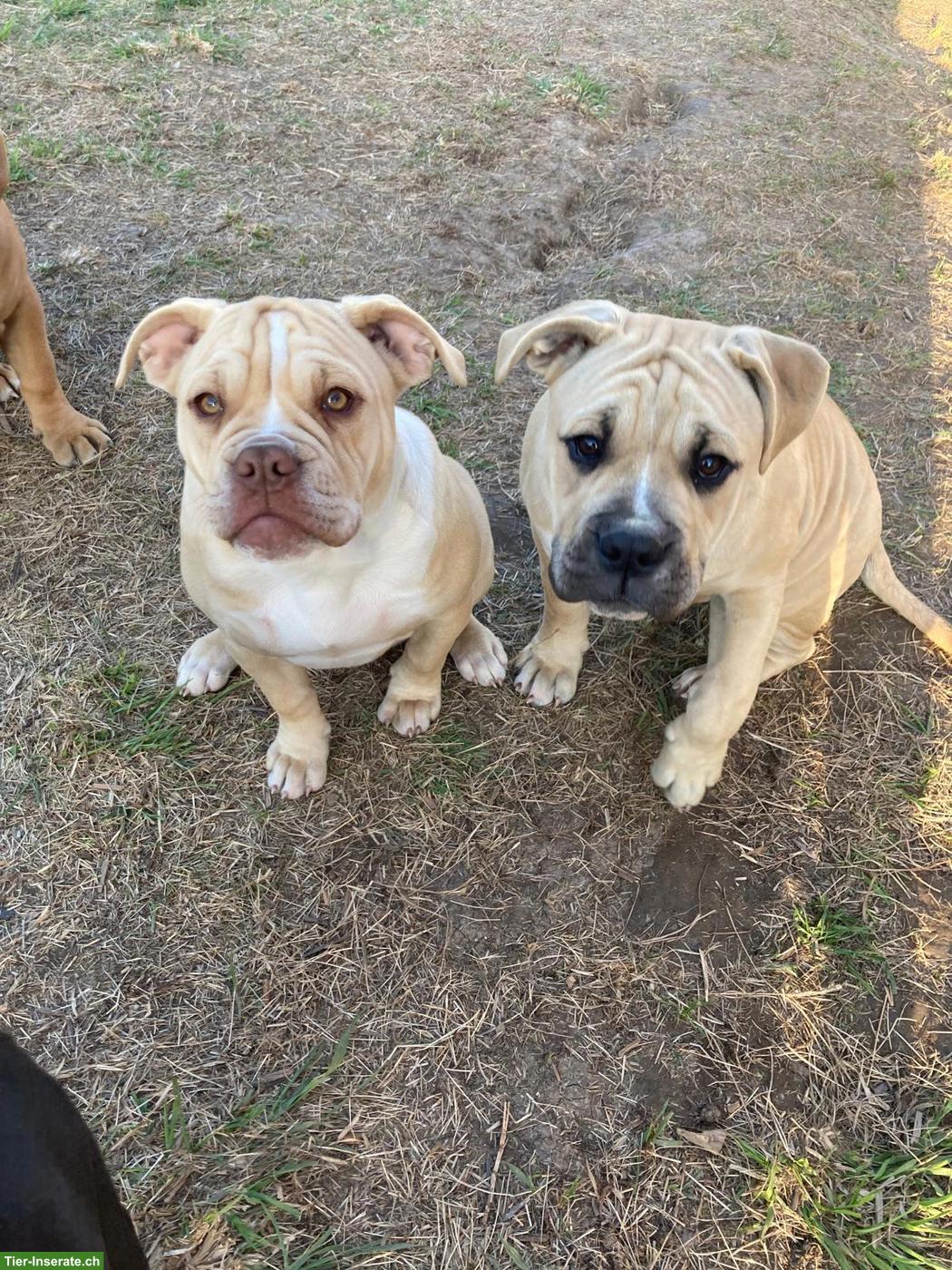 Bild 3: Old English Bulldog Welpen