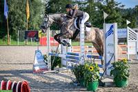 Reitbeteiligung auf Sportpferd gesucht im Raum Wil SG/Weinfelden TG