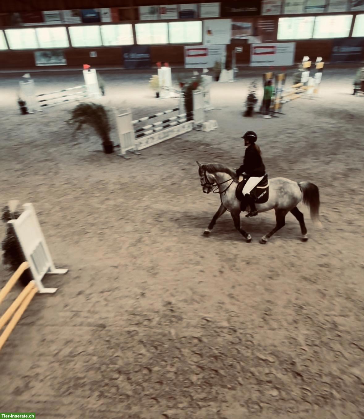 Bild 2: Reitbeteiligung auf Sportpferd gesucht, Raum Wil SG, Weinfelden TG