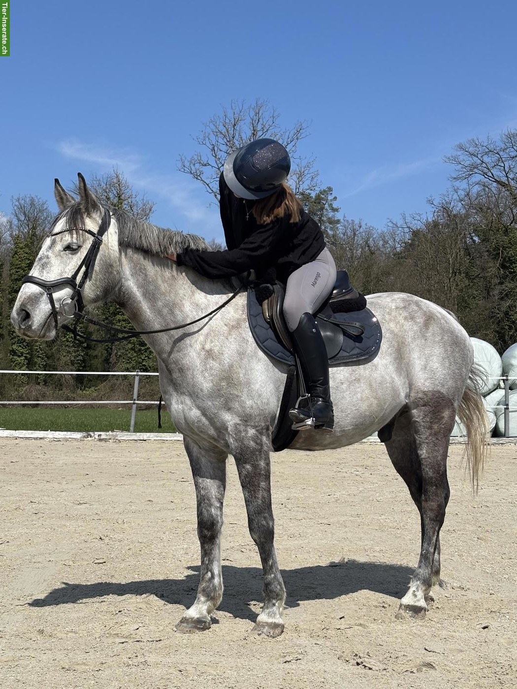 Bild 5: Reitbeteiligung auf Sportpferd gesucht, Raum Wil SG, Weinfelden TG