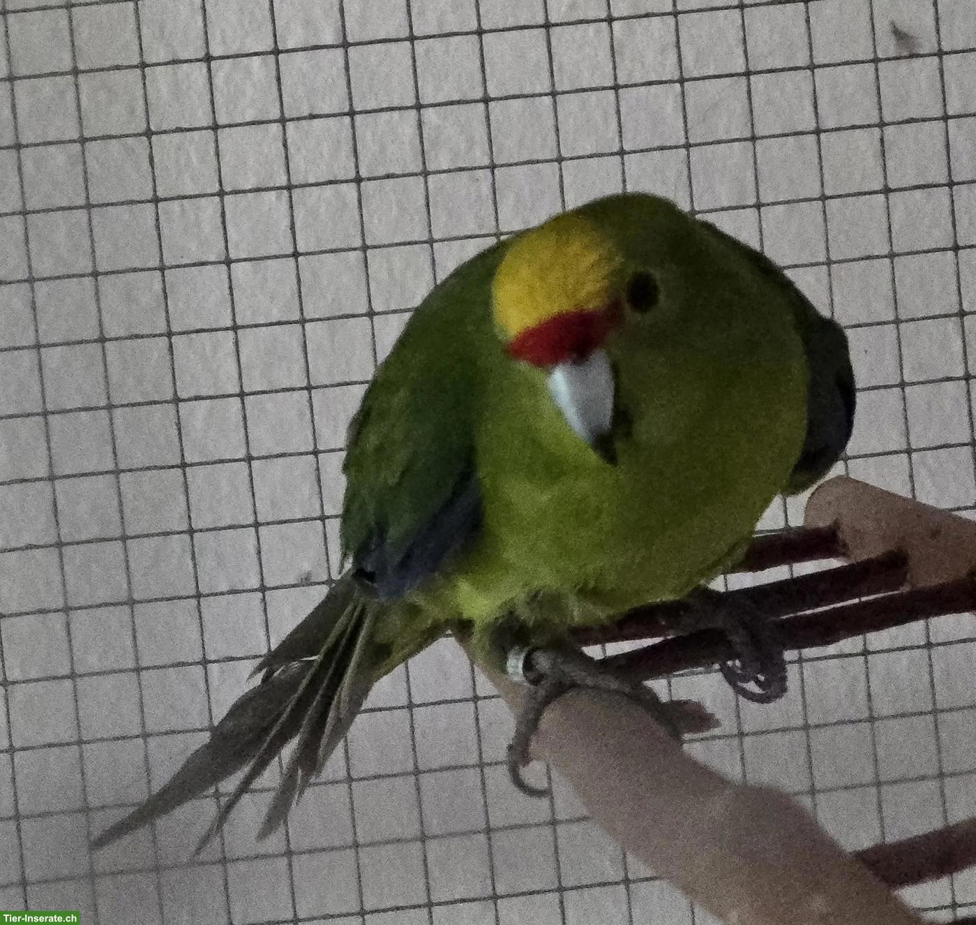 Bild 2: Springsittch Hahn abzugeben