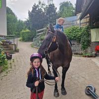 Pony/Kleinpferd gesucht für Privatstall in Mutschellen AG