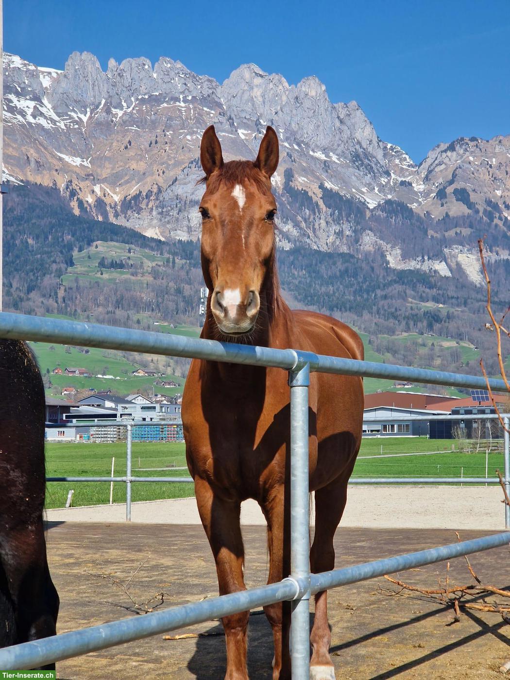 Reitbeteiligung für einen wunderschönen Fuchs im Aargau