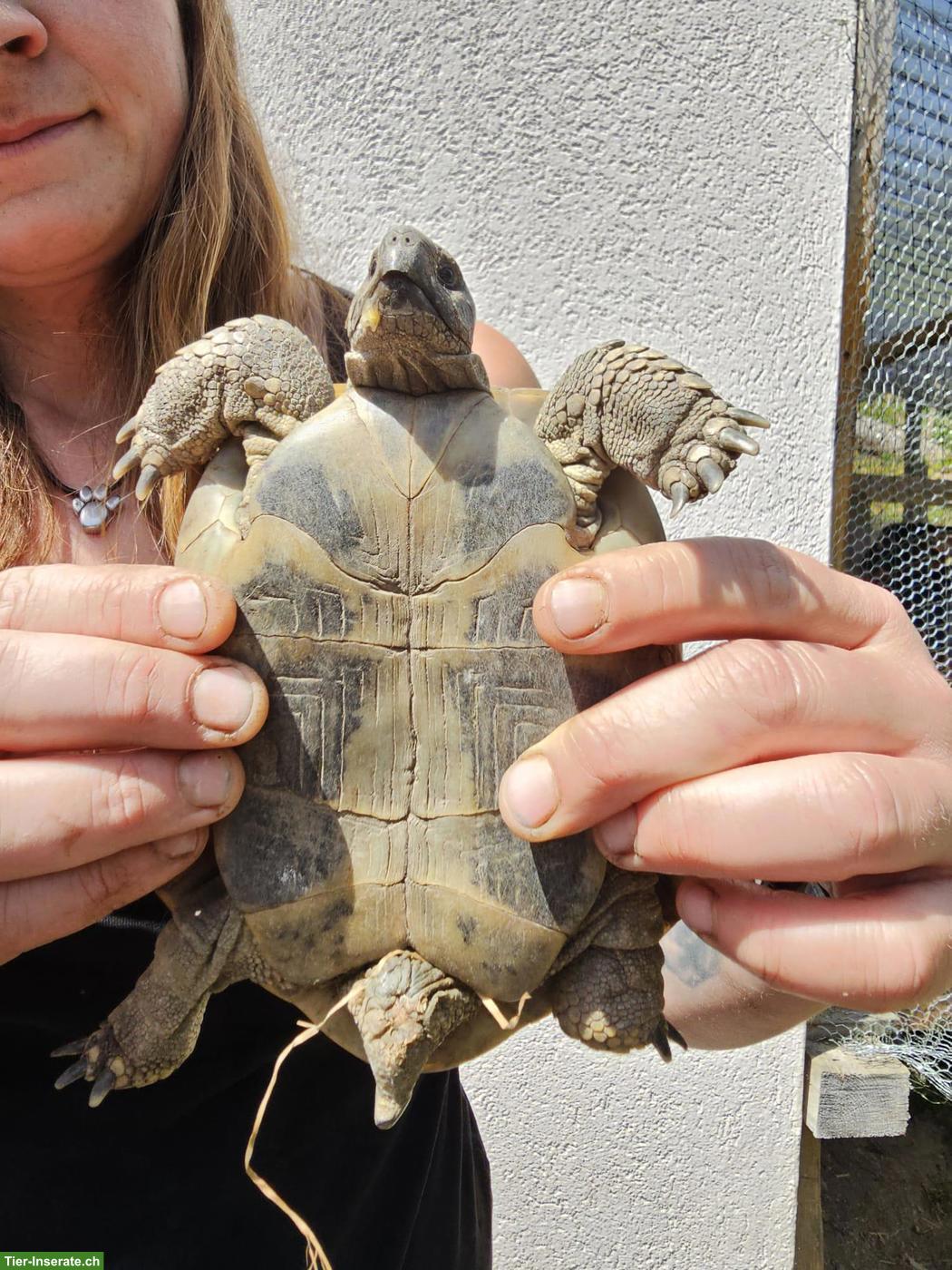 5 Griechische Landschildkröten suchen dringend ein Zuhause