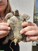5 Griechische Landschildkröten suchen dringend ein Zuhause