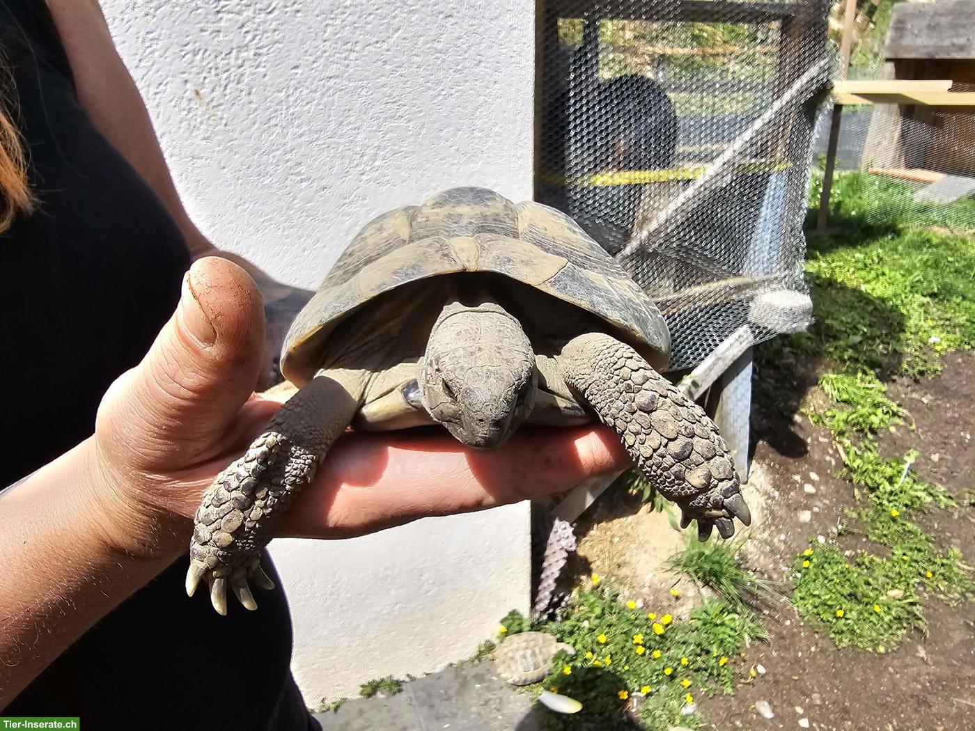 Bild 10: 5 Griechische Landschildkröten suchen dringend ein Zuhause