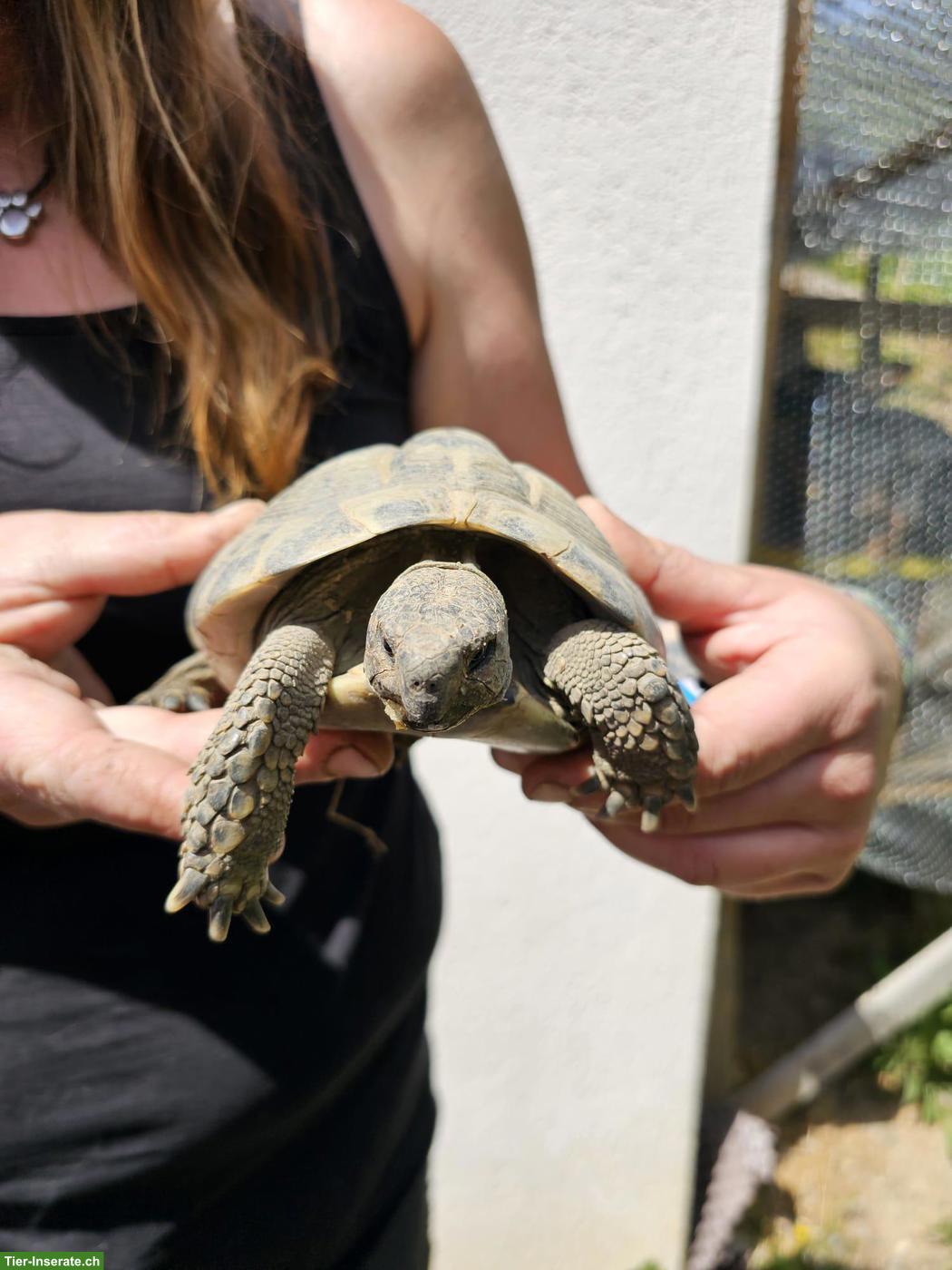 Bild 2: 5 Griechische Landschildkröten suchen dringend ein Zuhause