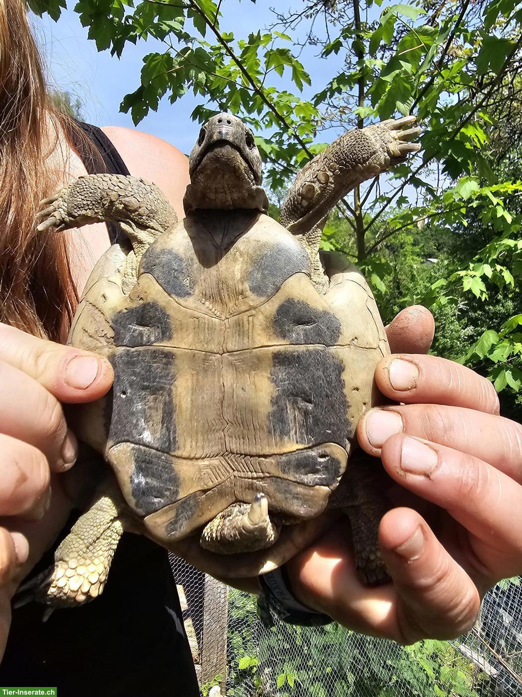 Bild 3: 5 Griechische Landschildkröten suchen dringend ein Zuhause